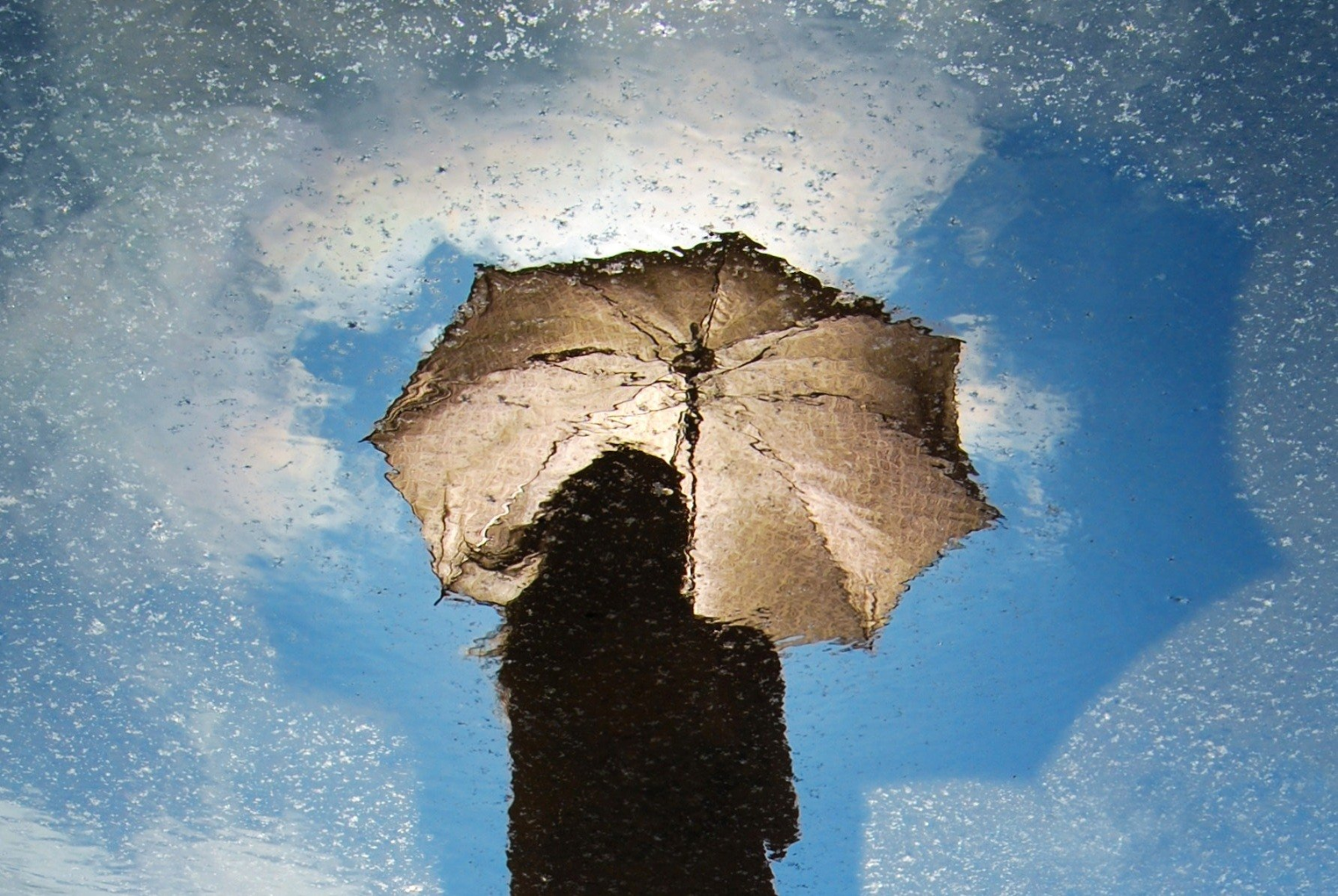 Lemon Balm: The Art of Natural Calm