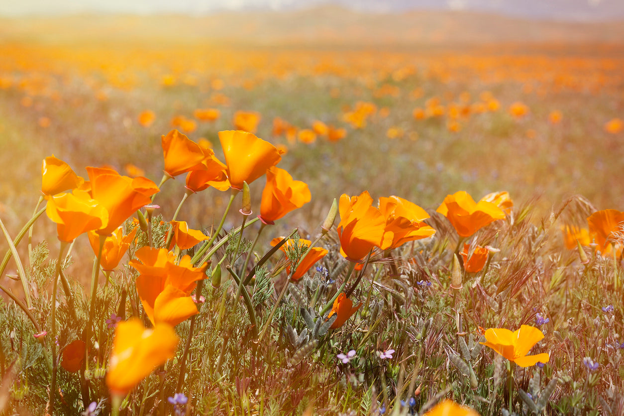 California Poppy: The Flower of Sweet Dreams