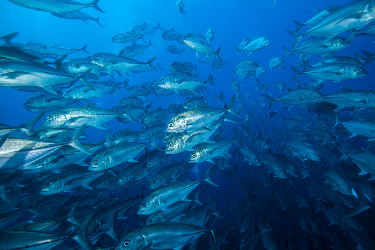 Herring Milt and Its Sea of Benefits