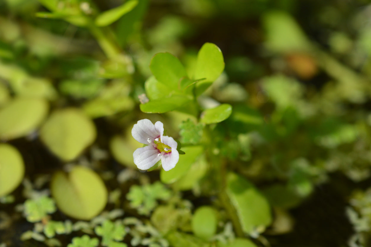 Bacopa, A Plant For Your Brain